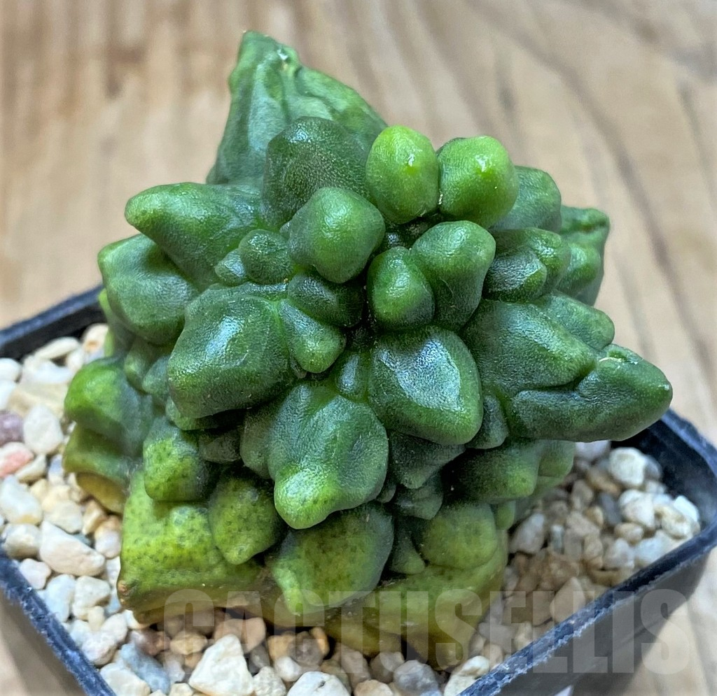 SHPR35960 Gymnocalycium mihanovichii ‘Transformer’ – Image 2