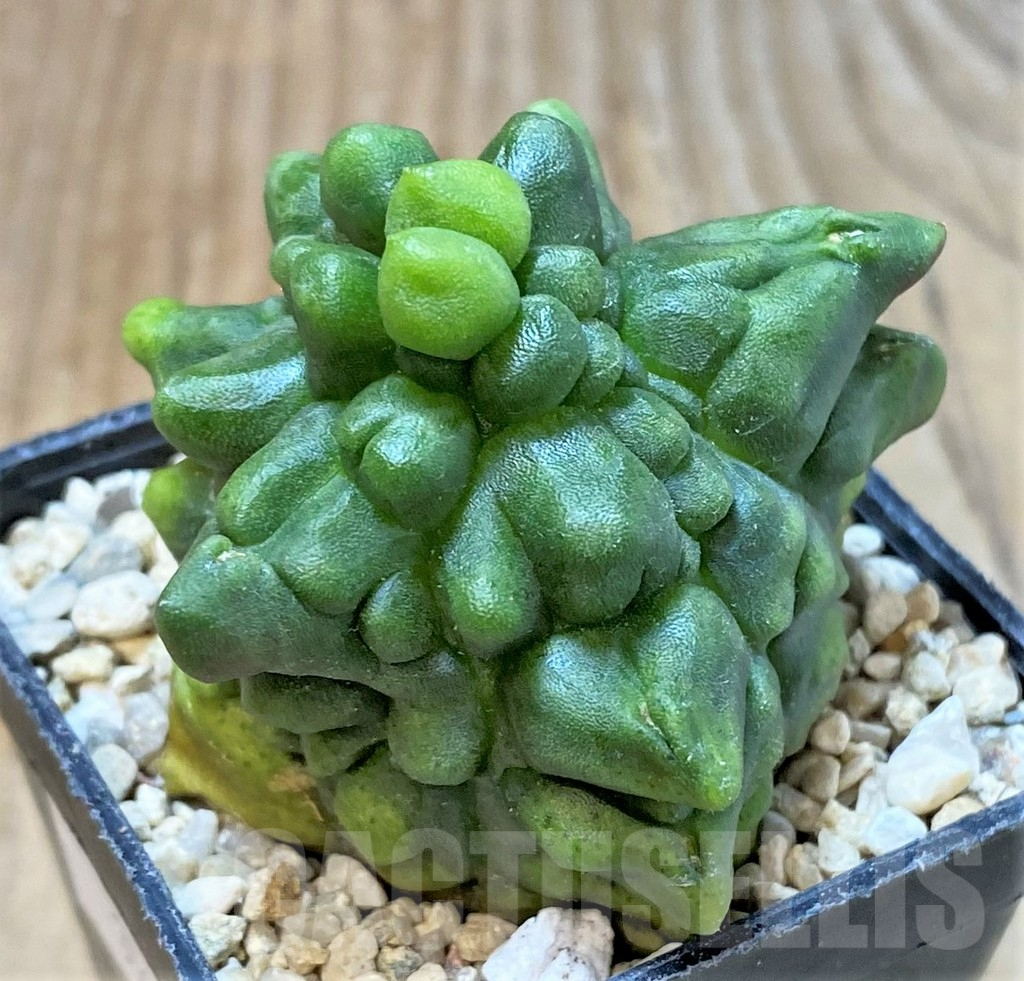 SHPR35960 Gymnocalycium mihanovichii ‘Transformer’