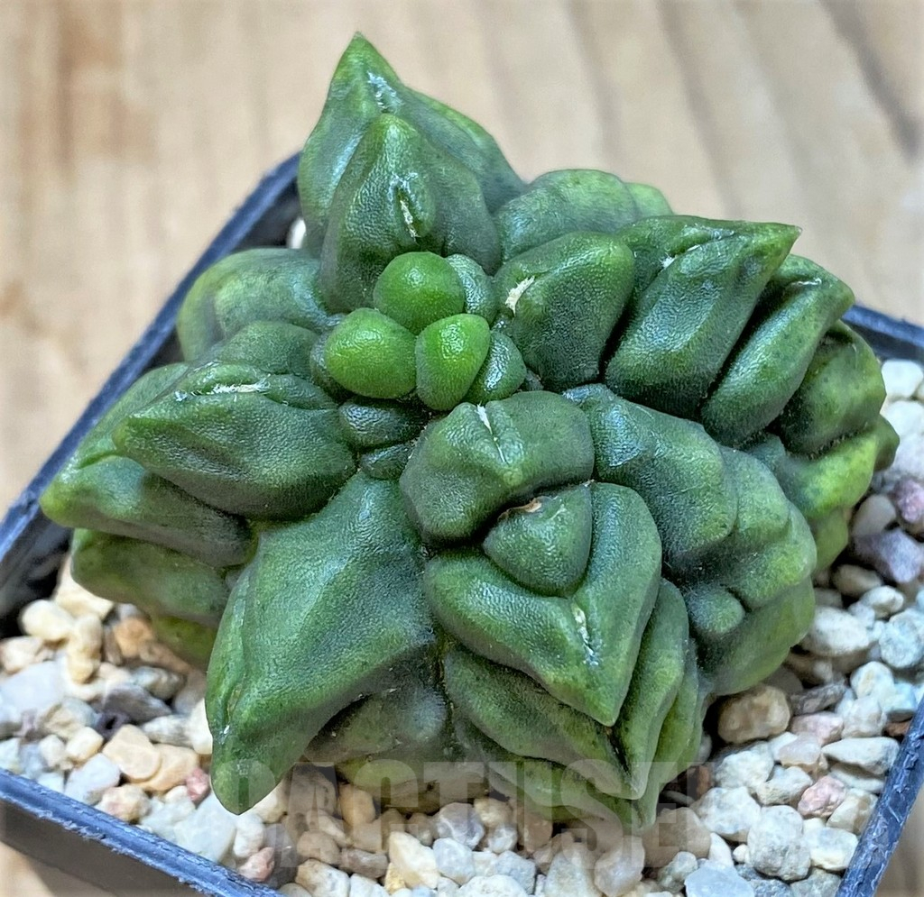 SHPR35961 Gymnocalycium mihanovichii ‘Transformer’