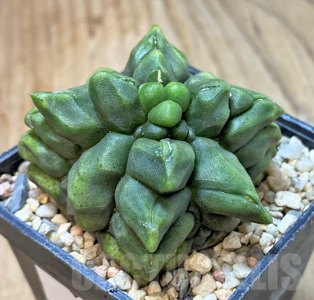 SHPR35961 Gymnocalycium mihanovichii ‘Transformer’ – Image 2