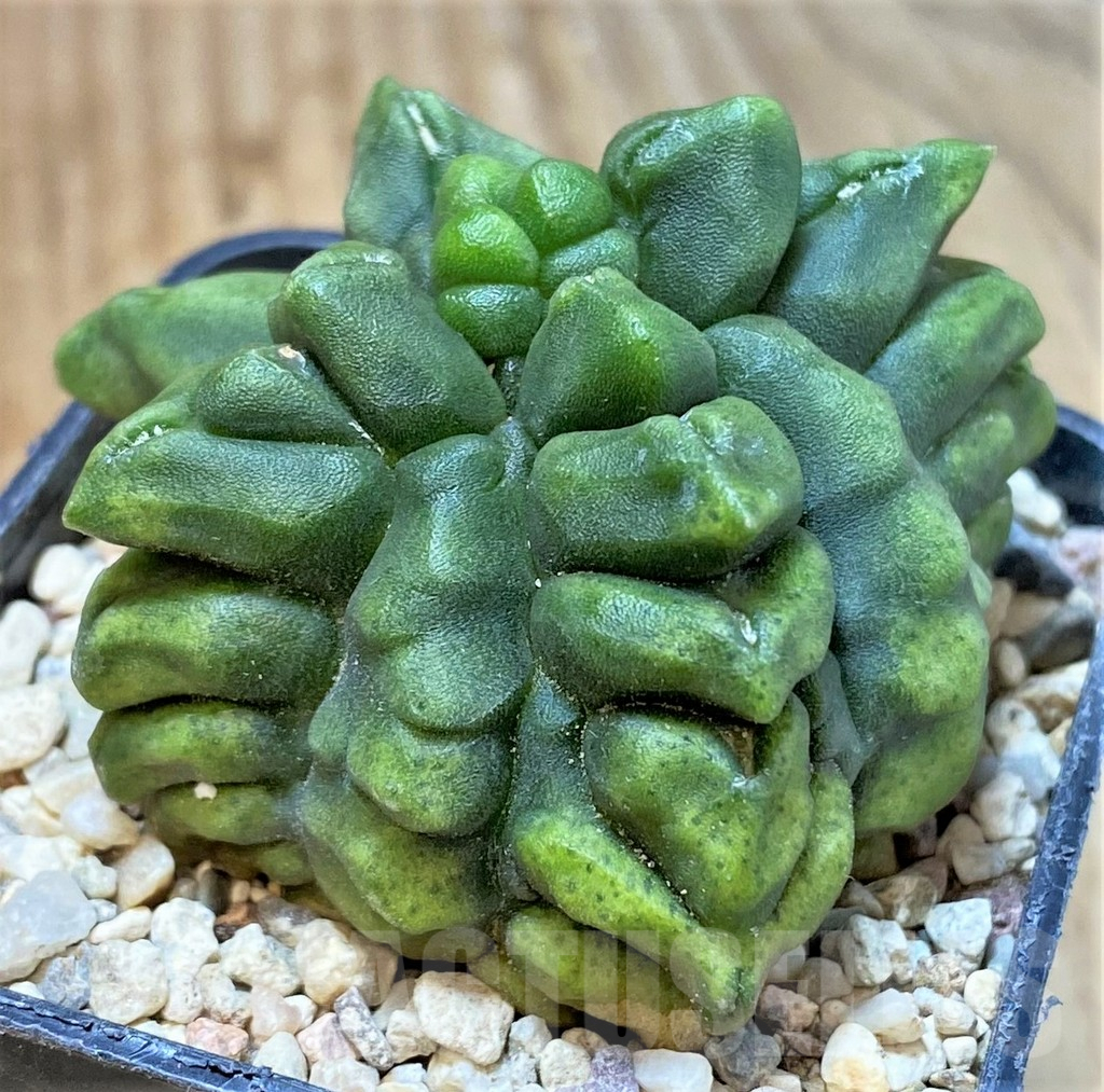 SHPR35961 Gymnocalycium mihanovichii ‘Transformer’ – Image 3