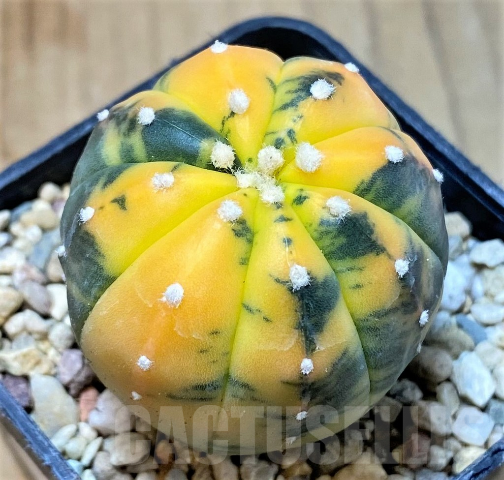 SHPR35962 Astrophytum asterias 'Purple skin' f. variegata