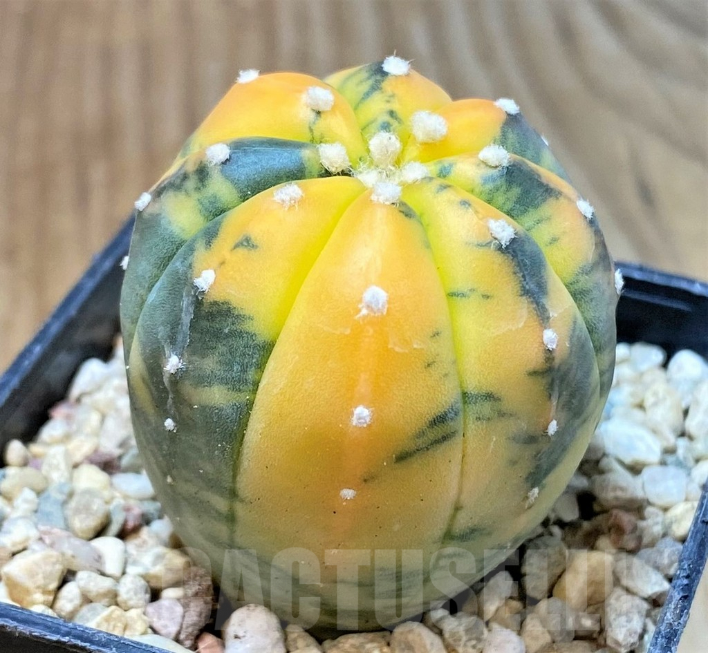 SHPR35962 Astrophytum asterias 'Purple skin' f. variegata – Image 2