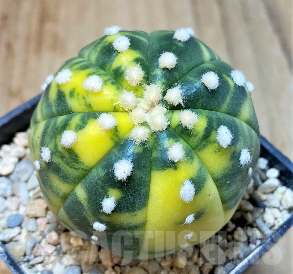 SHPR35963 Astrophytum asterias f. variegata