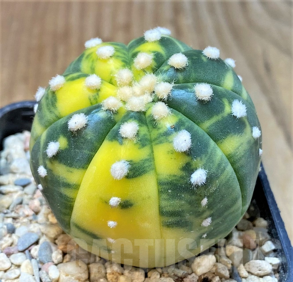 SHPR35963 Astrophytum asterias f. variegata – Image 2