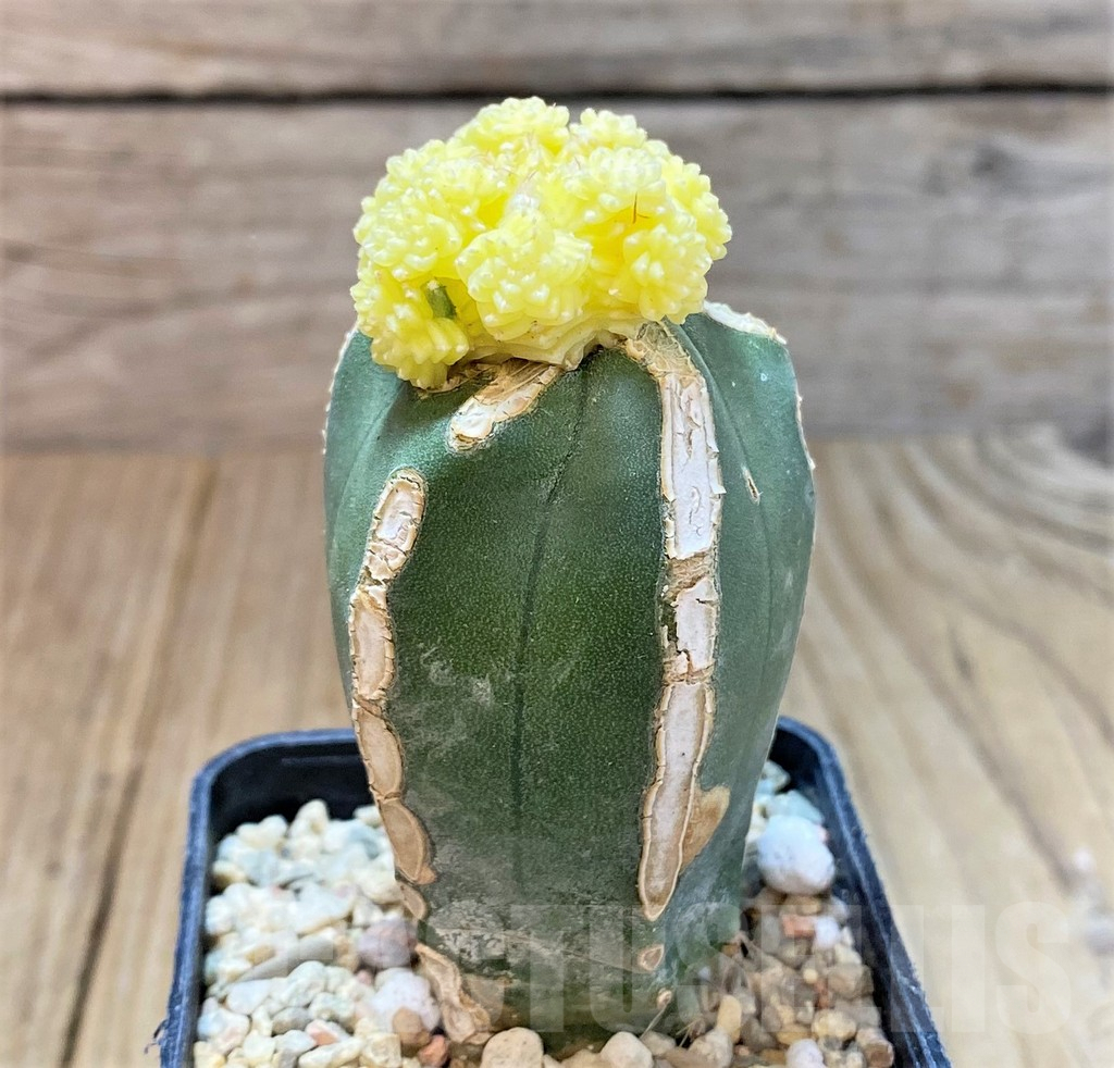 SHPR36037 Aztekium valdezii f. variegata, grafted - Imagen 3