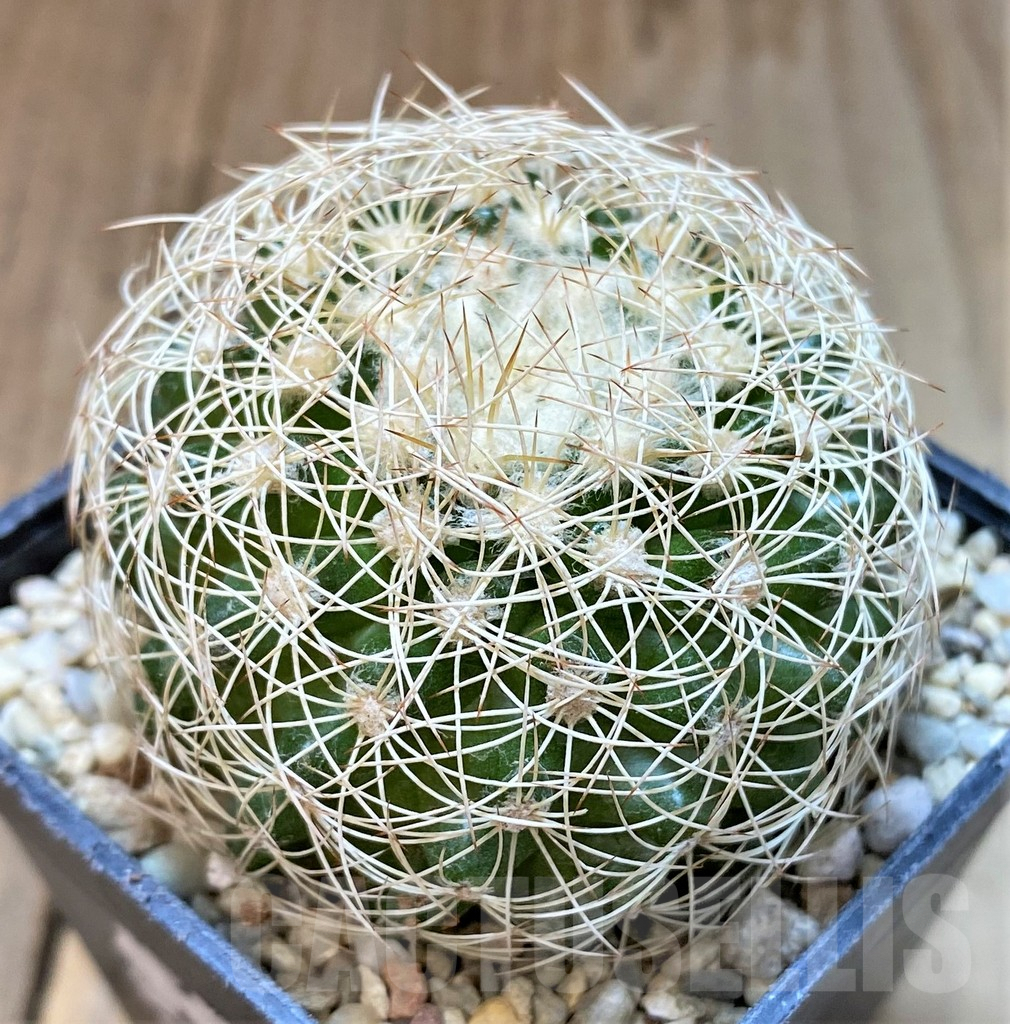 SHPR36067 Discocactus araneispinus - Image 2