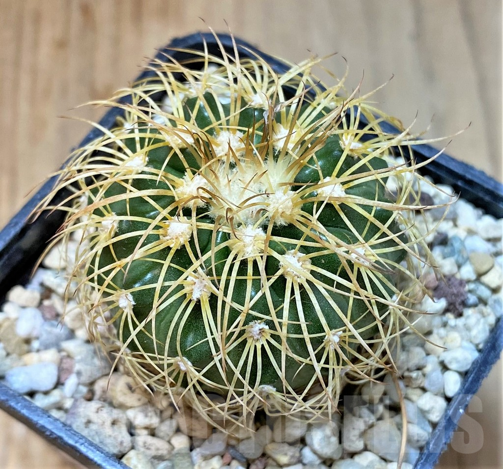 SHPR36068 Discocactus bahiensis - Зображення 2