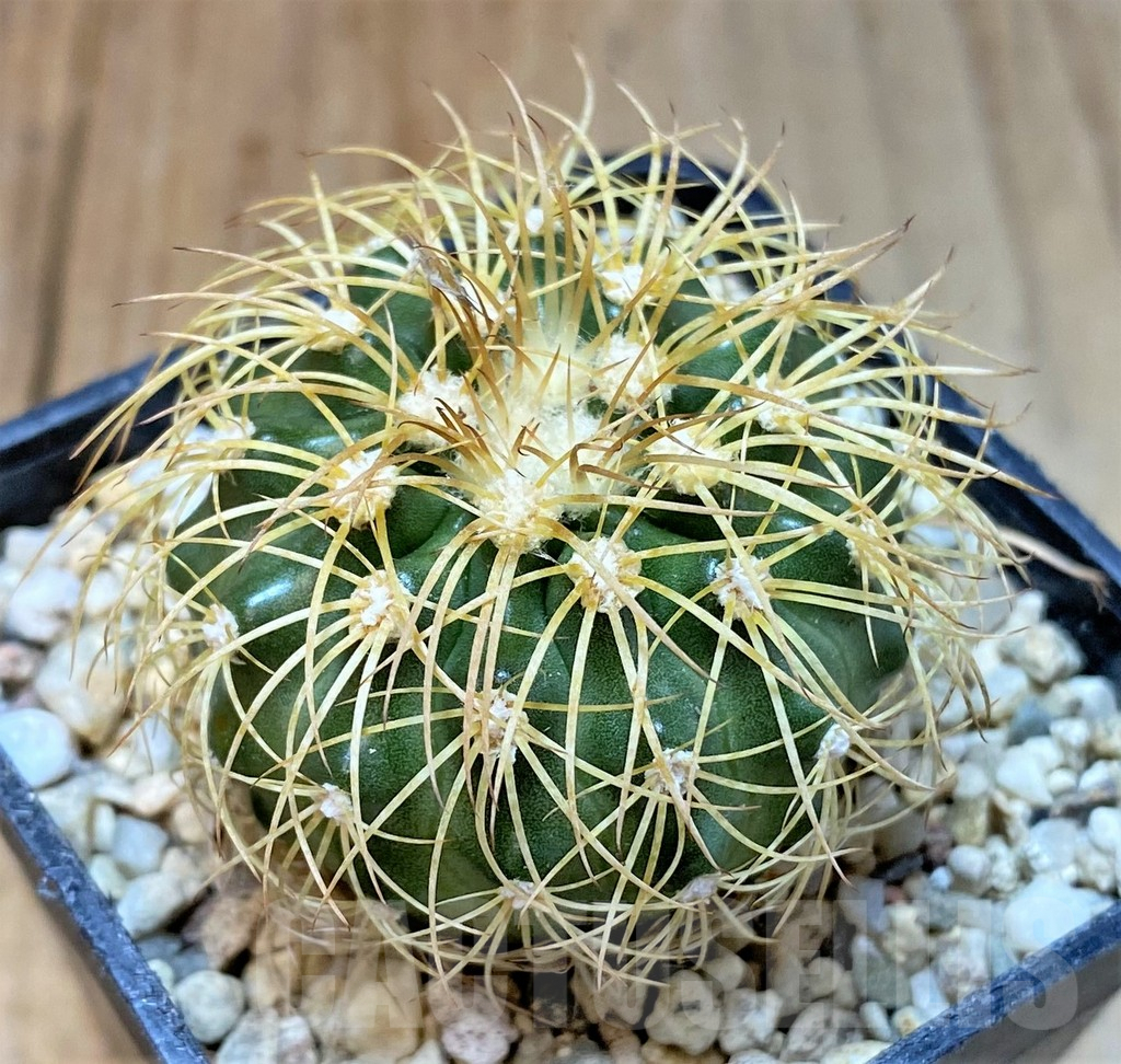 SHPR36068 Discocactus bahiensis