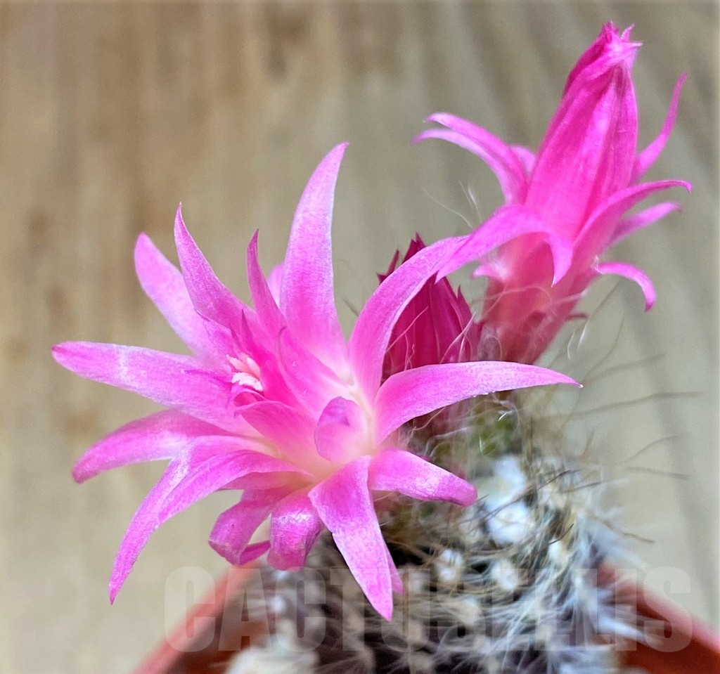 SHPR36070 Neoporteria pseudolaniceps