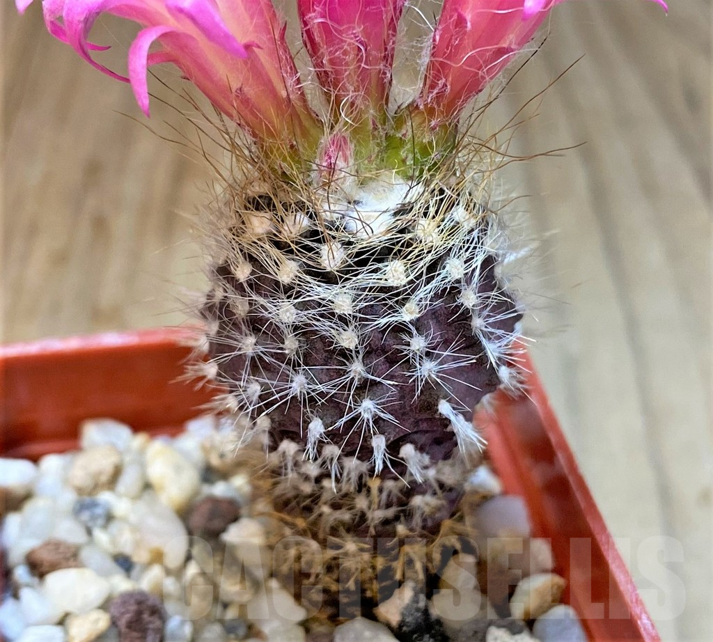 SHPR36070 Neoporteria pseudolaniceps - Image 2