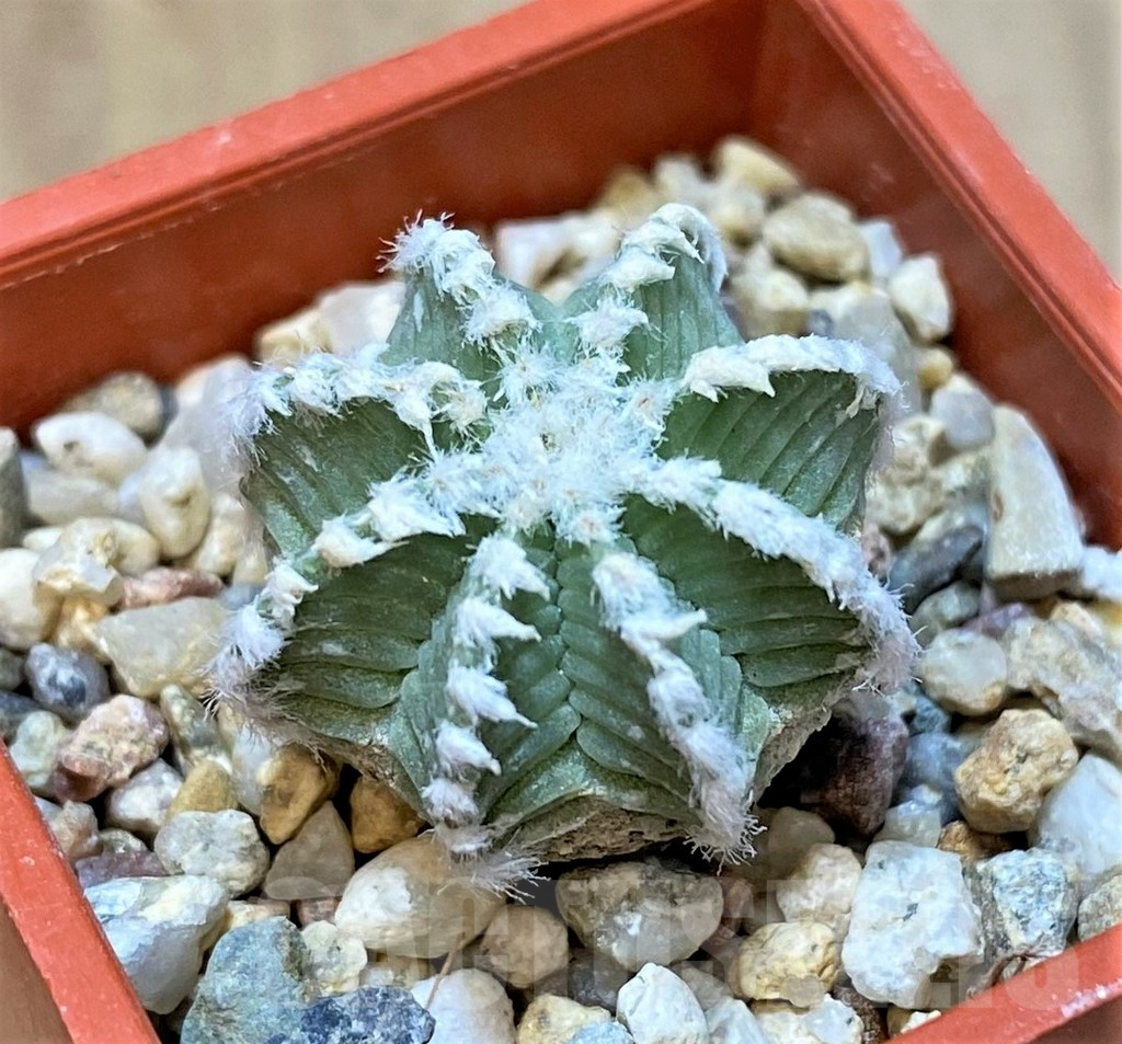 SHPR36071 Aztekium hintonii VM 148 -Sierra Tapias-, own roots - Image 2