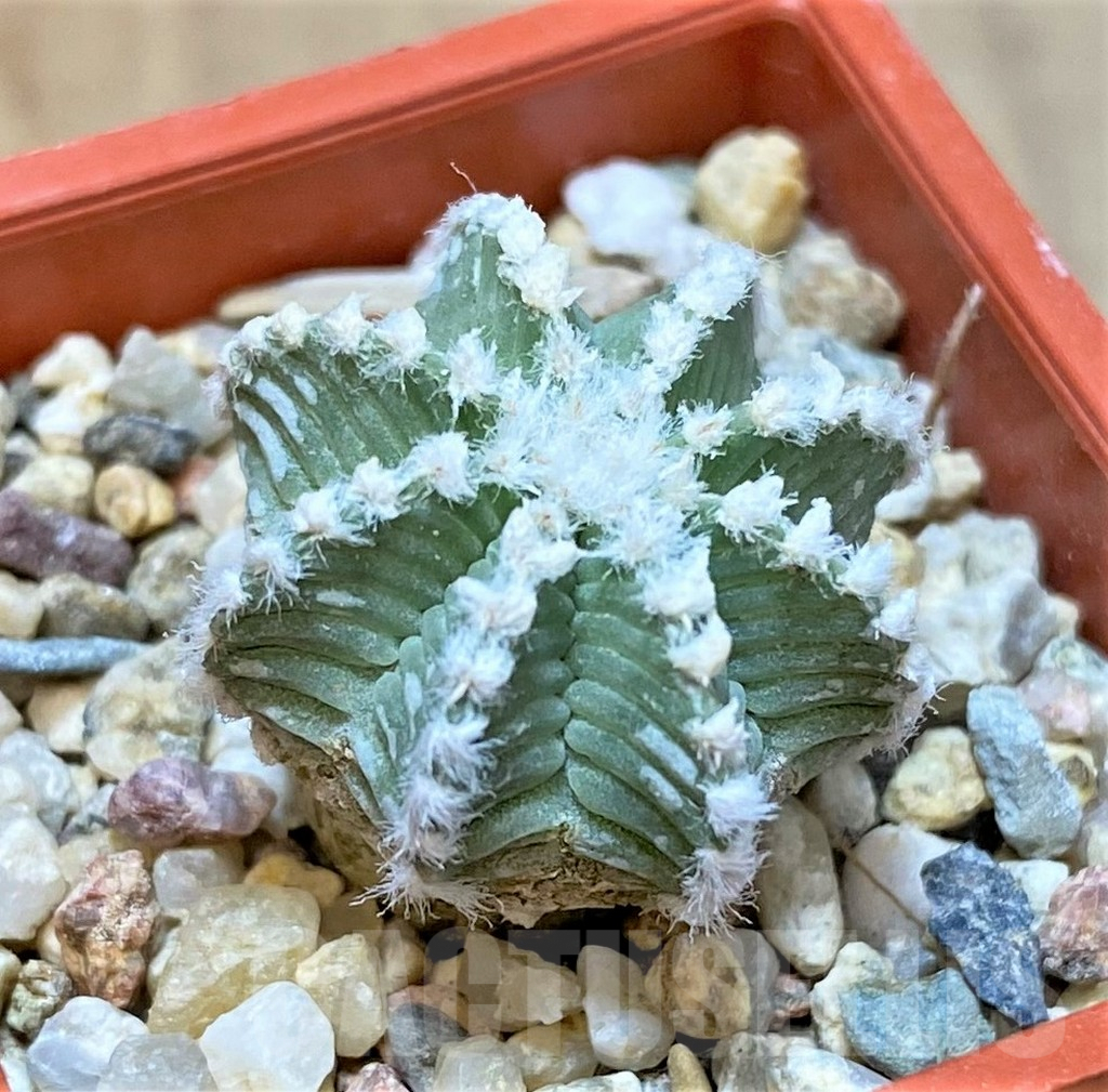 SHPR36071 Aztekium hintonii VM 148 -Sierra Tapias-, own roots