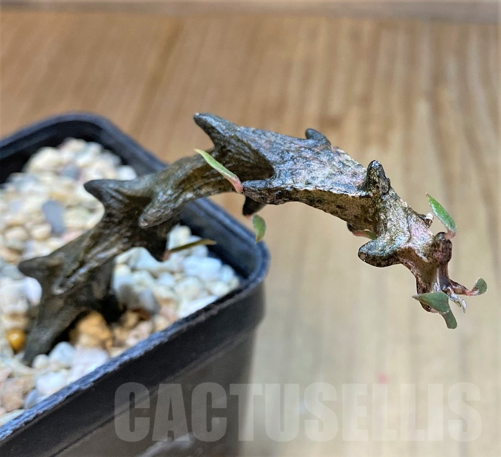 SHPR36072 Ceropegia armandii