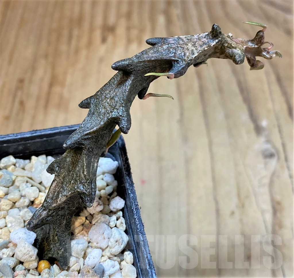 SHPR36072 Ceropegia armandii - Image 2