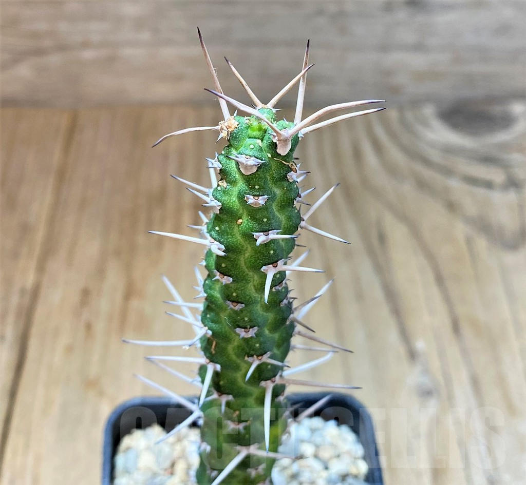 SHPR36038 Euphorbia ellenbeckii