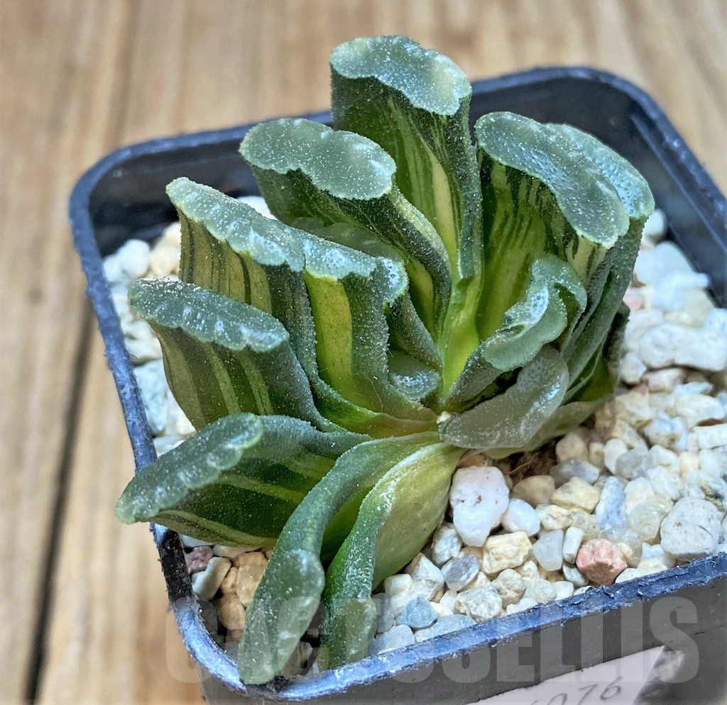SHPR36076 Haworthia truncata f. variegata