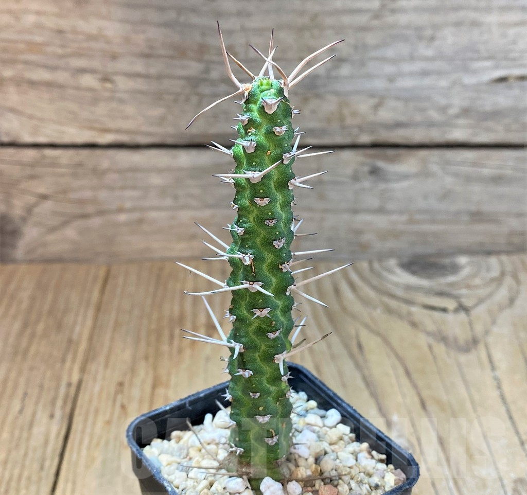 SHPR36038 Euphorbia ellenbeckii - immagine 2