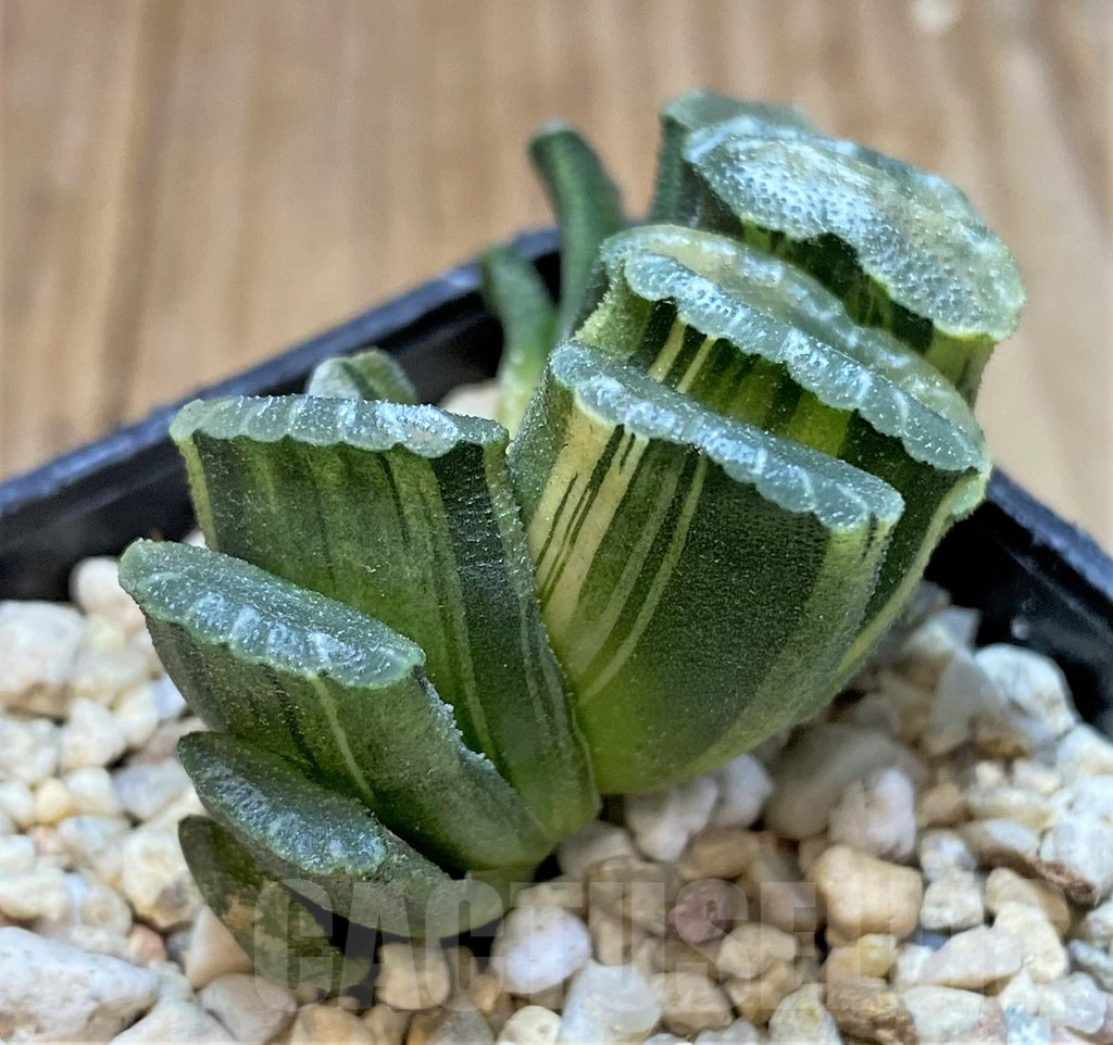 SHPR36076 Haworthia truncata f. variegata - Image 2