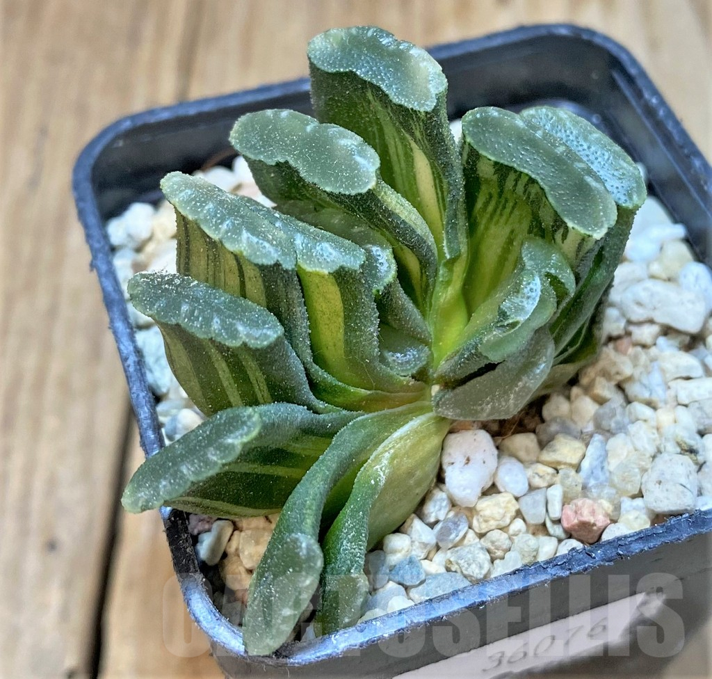 SHPR36076 Haworthia truncata f. variegata - Image 3