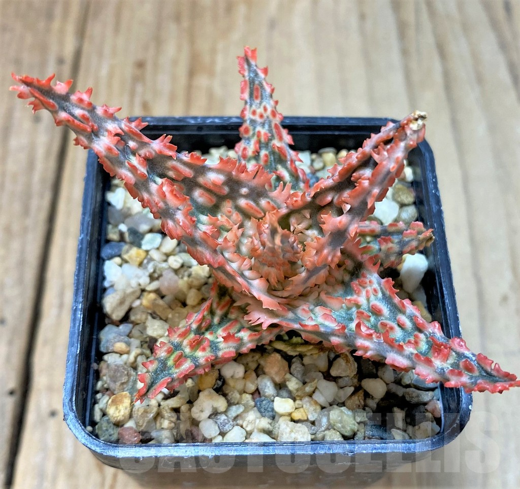 SHPR36078 Aloe TCT hybrid - 画像 (2)