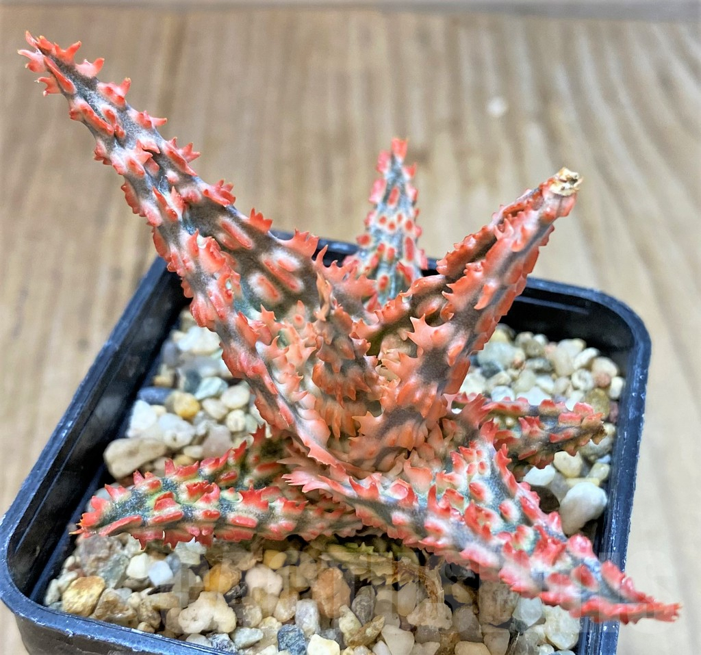 SHPR36078 Aloe TCT hybrid