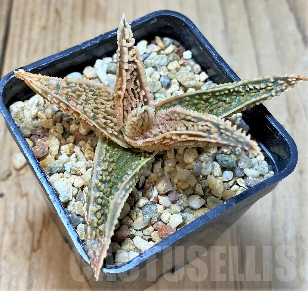 SHPR36079 Aloe TCT hybrid - Image 2