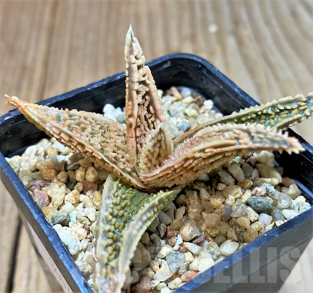 SHPR36079 Aloe TCT hybrid