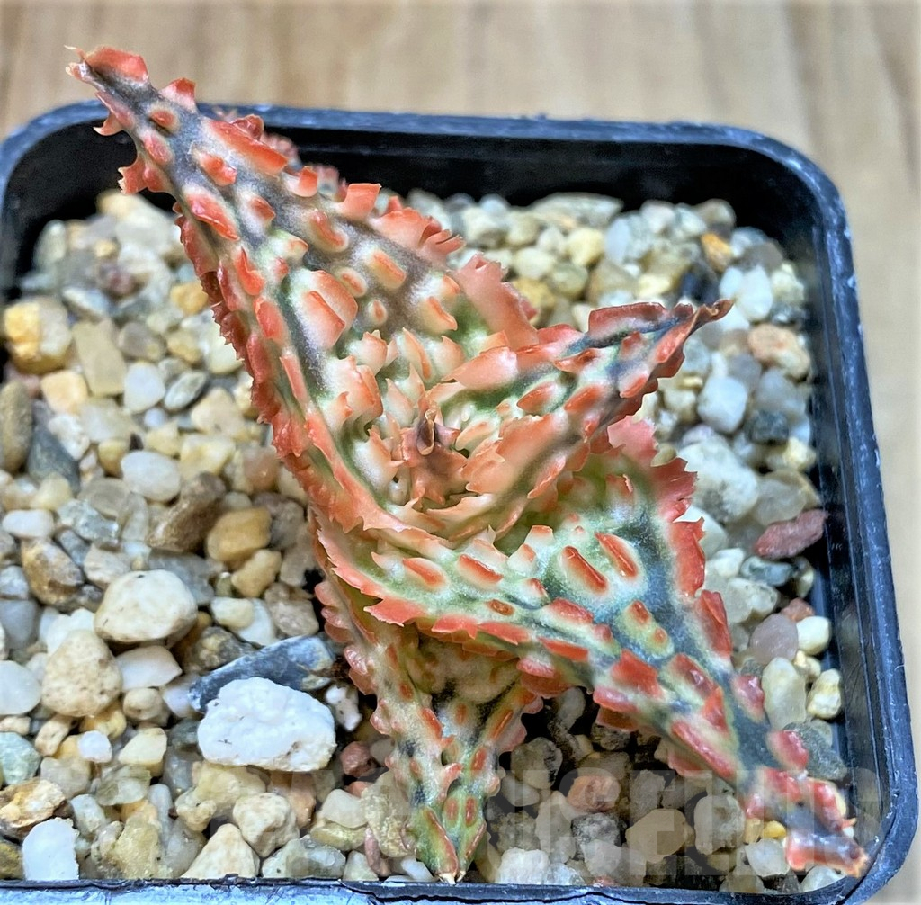 SHPR36080 Aloe TCT hybrid