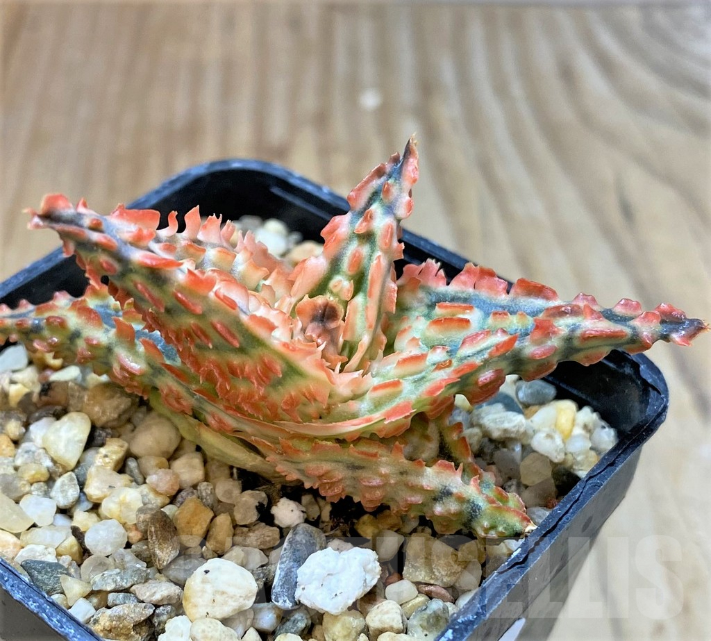 SHPR36080 Aloe TCT hybrid - Image 2