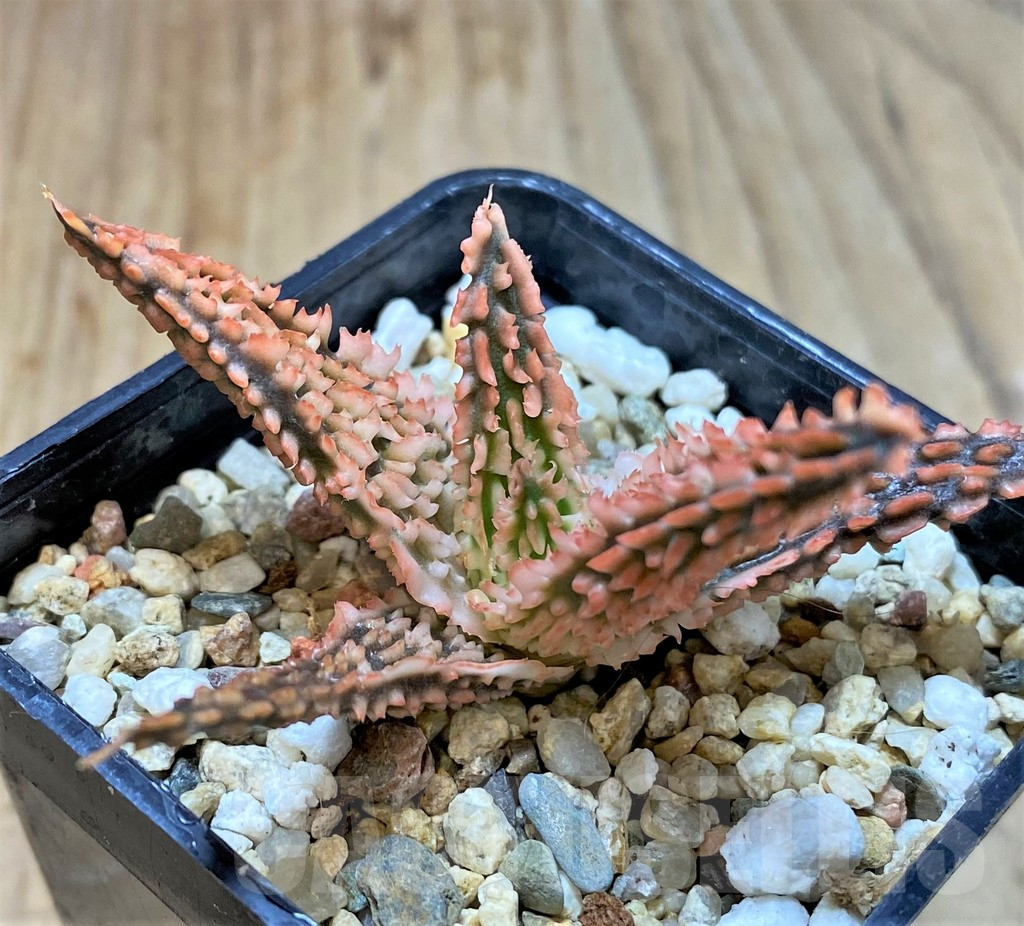 SHPR36081 Aloe TCT hybrid