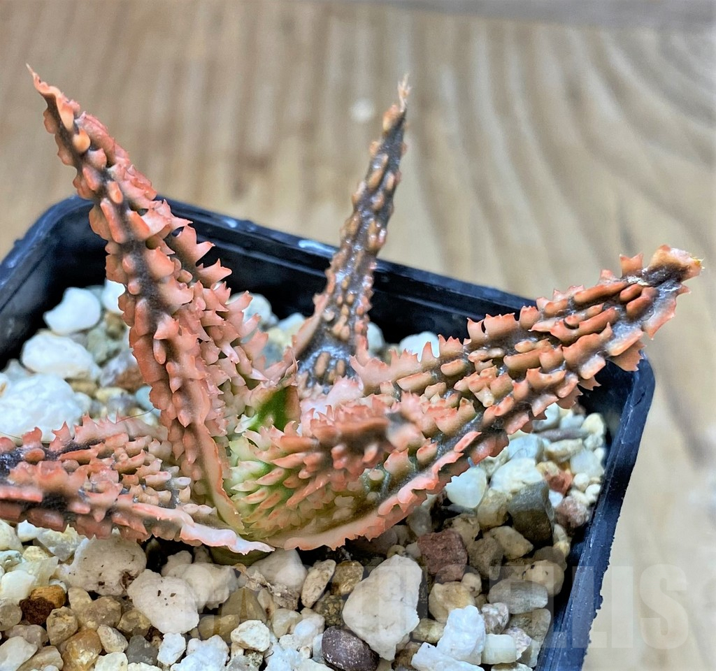 SHPR36081 Aloe TCT hybrid - Image 2