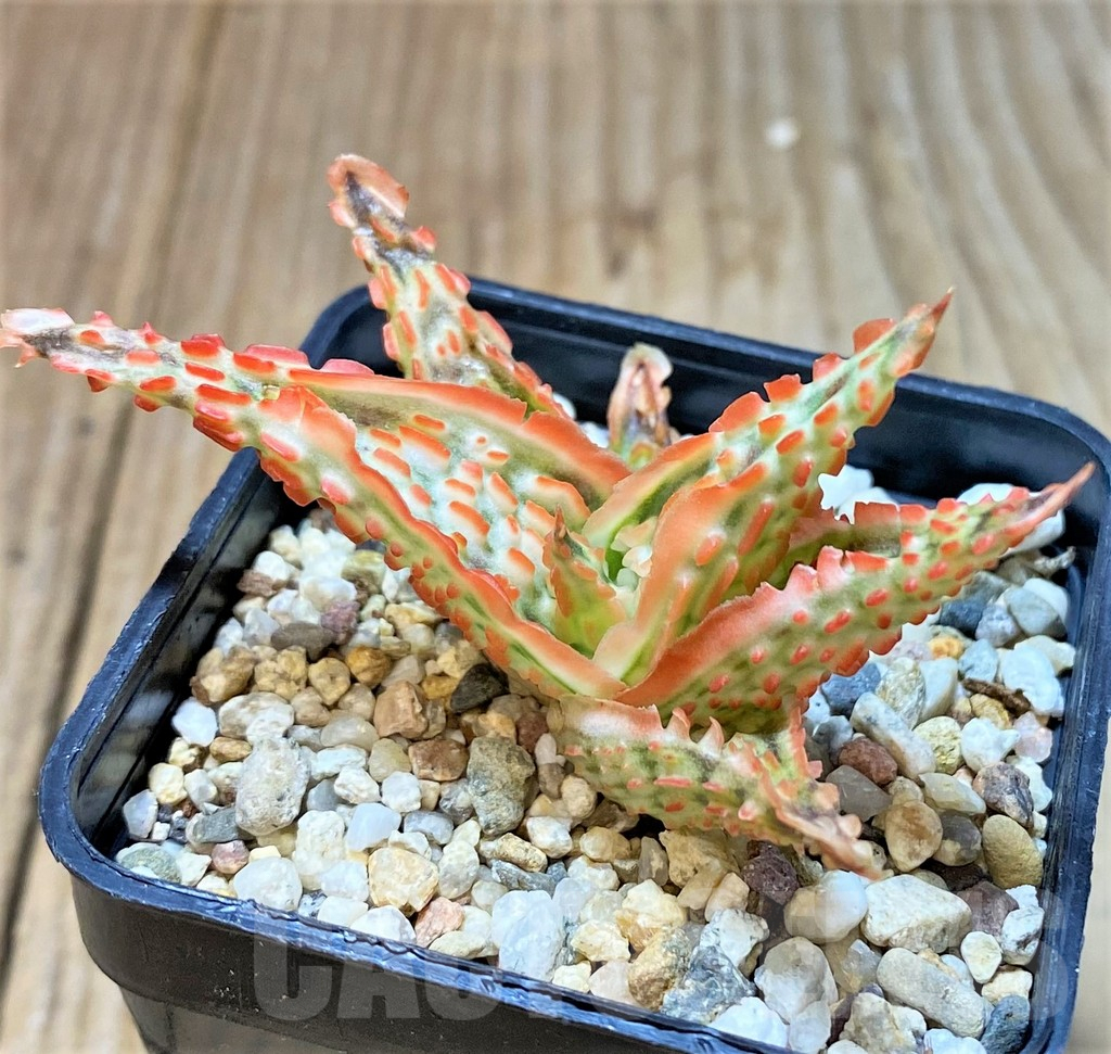 SHPR36086 Aloe TCT hybrid
