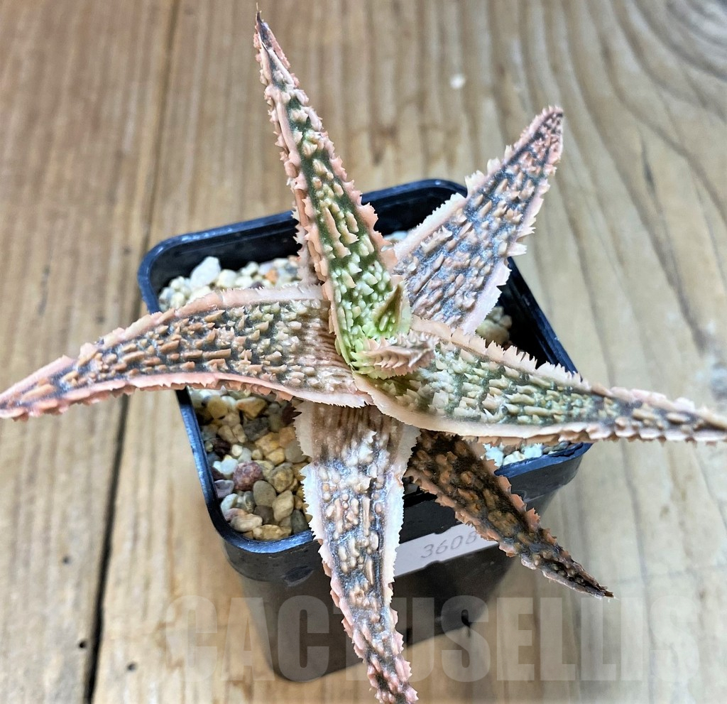 SHPR36087 Aloe TCT hybrid - Image 2