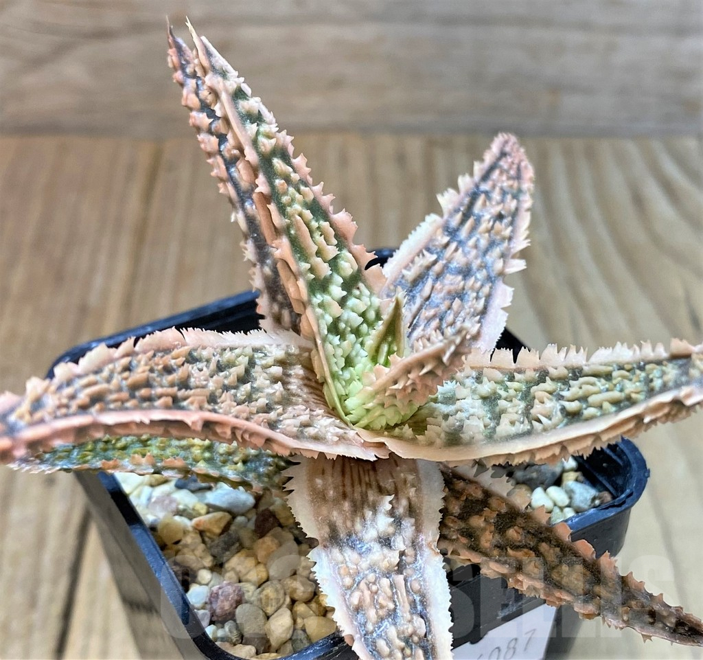 SHPR36087 Aloe TCT hybrid