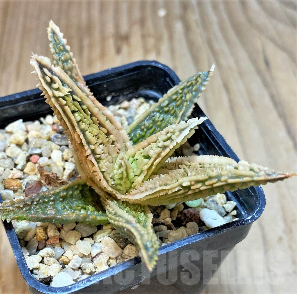 SHPR36090 Aloe TCT hybrid - Image 2