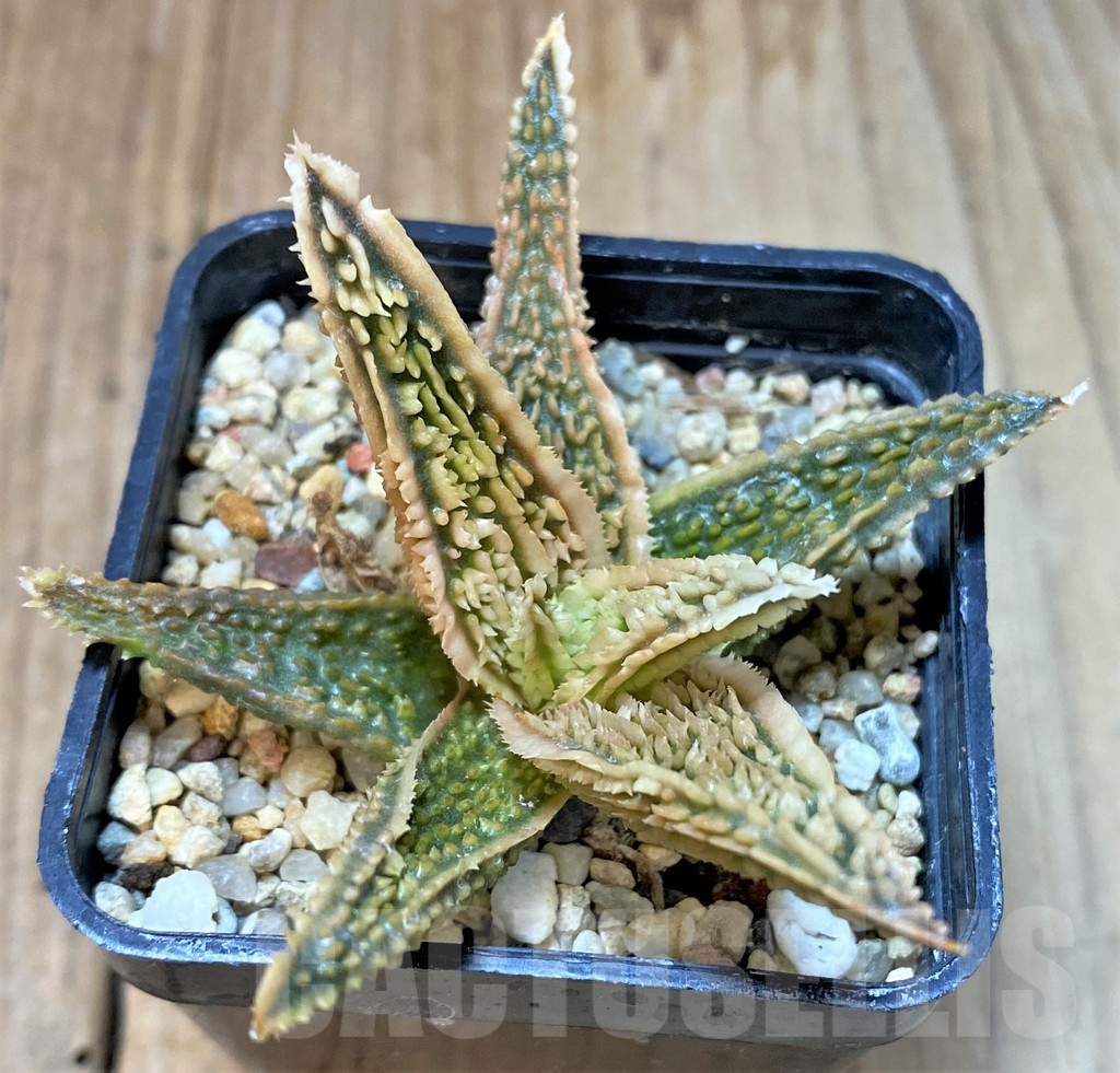 SHPR36090 Aloe TCT hybrid
