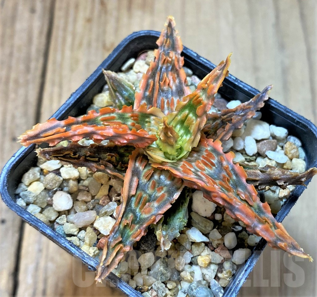 SHPR36091 Aloe TCT hybrid - immagine 2