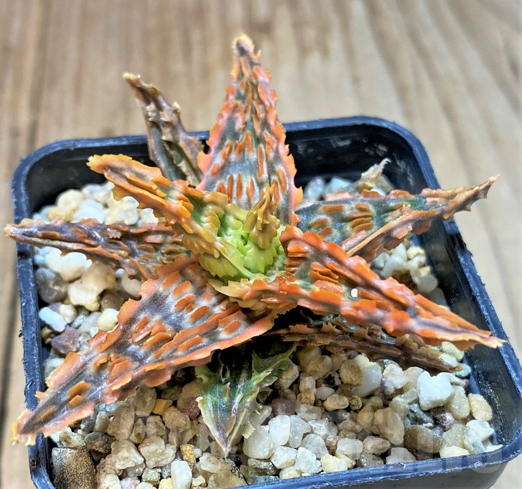 SHPR36091 Aloe TCT hybrid