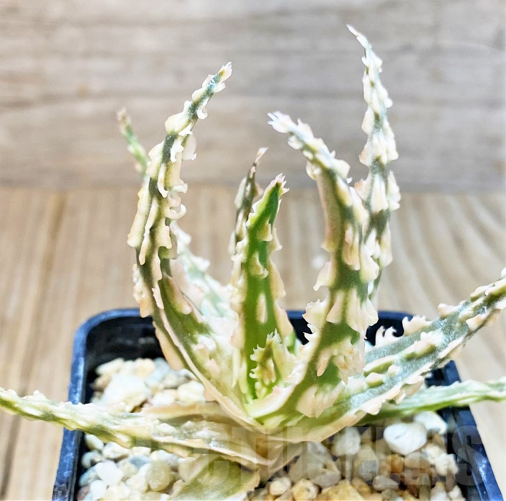 SHPR36092 Aloe TCT hybrid - immagine 2