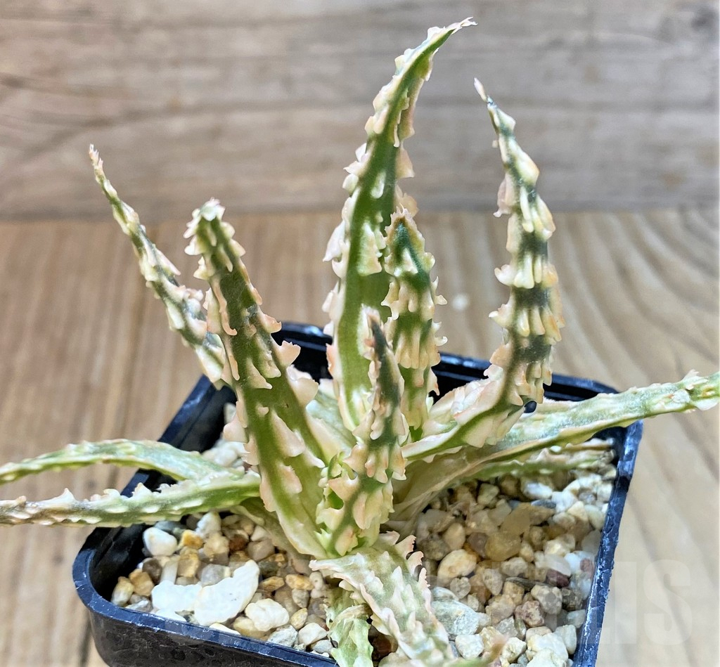 SHPR36092 Aloe TCT hybrid