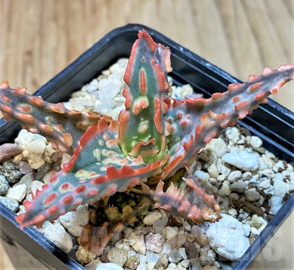 SHPR36093 Aloe TCT hybrid