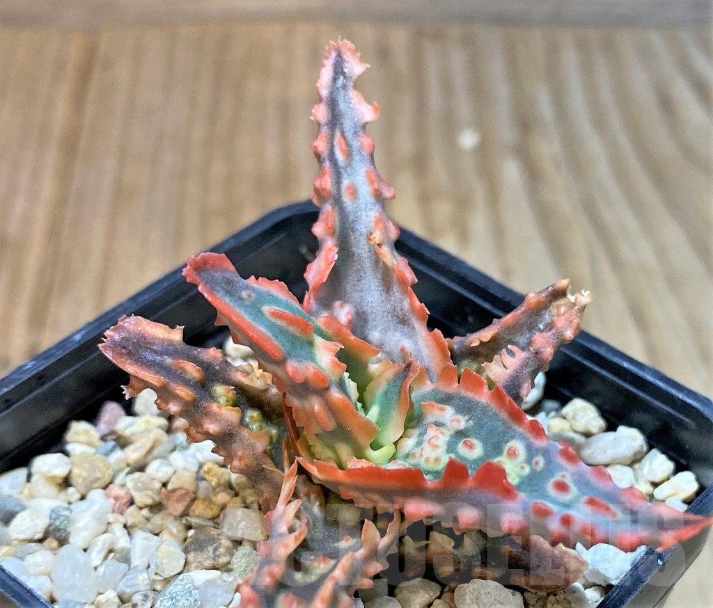 SHPR36093 Aloe TCT hybrid - immagine 2