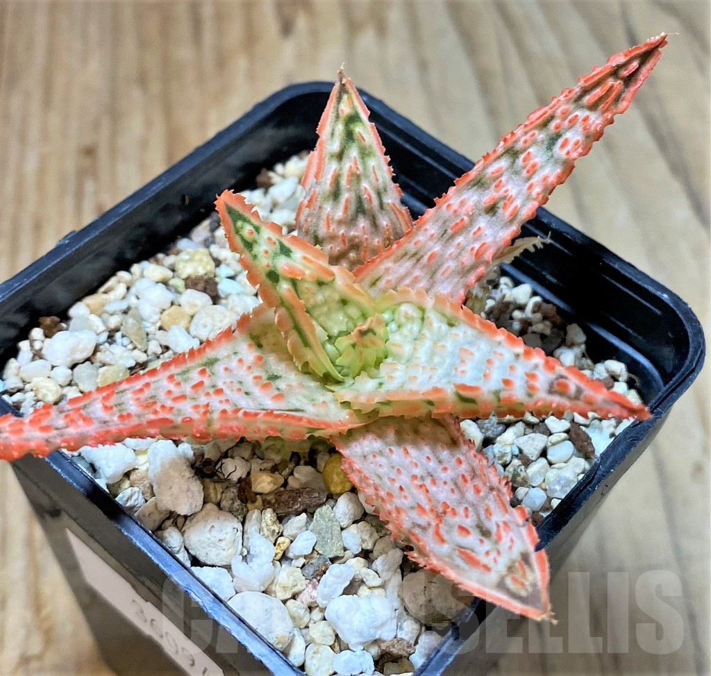 SHPR36094 Aloe TCT hybrid - Image 2