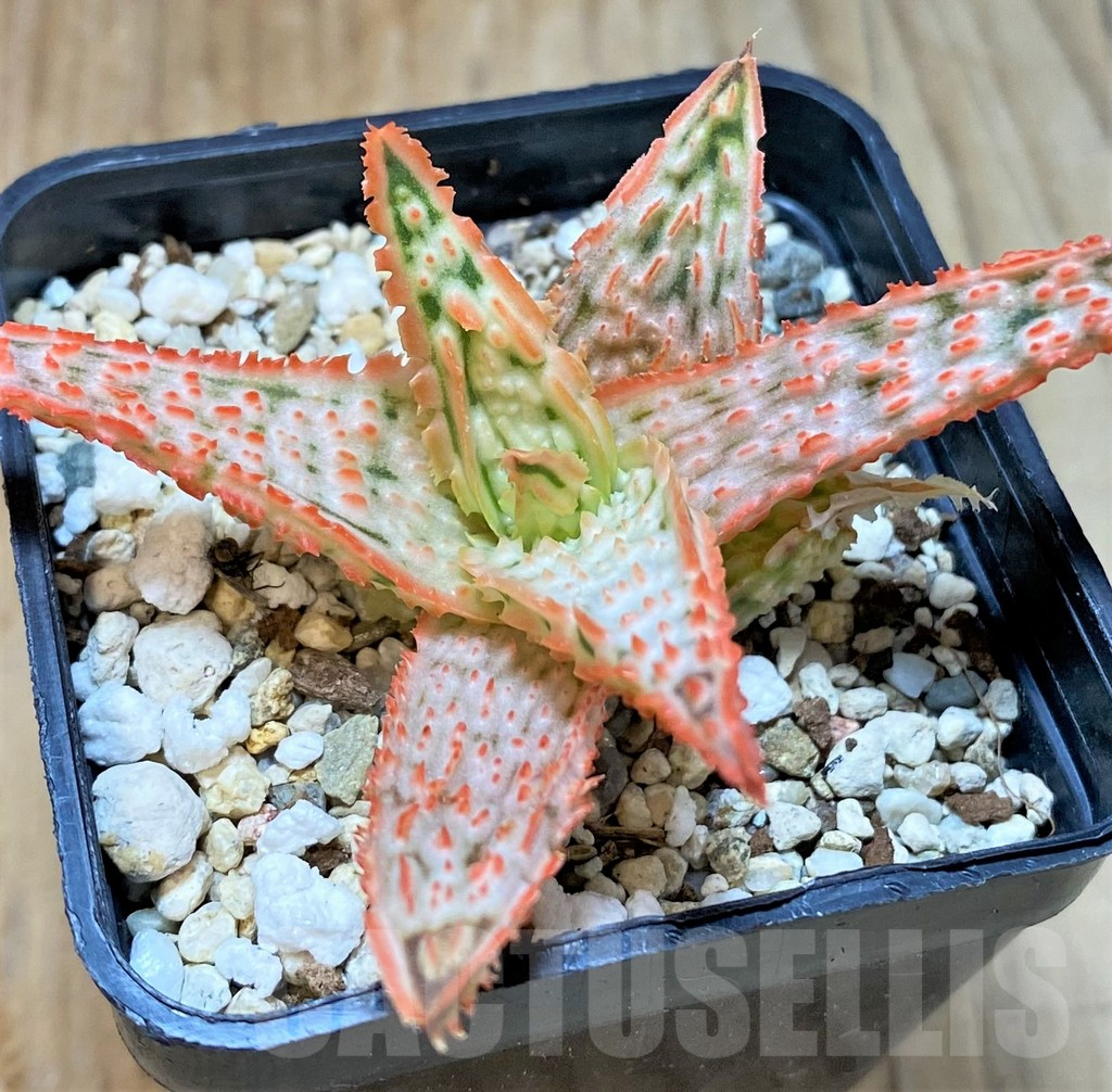 SHPR36094 Aloe TCT hybrid