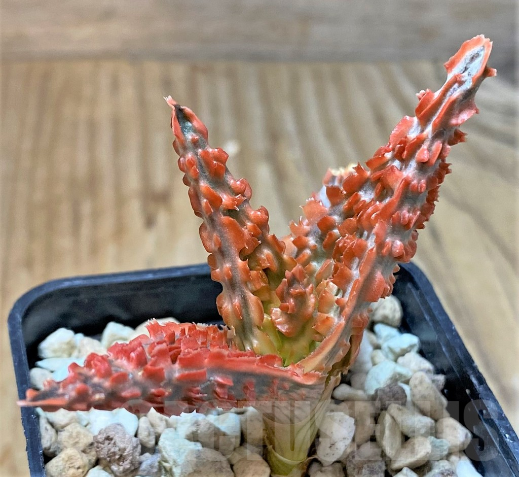 SHPR36095 Aloe TCT hybrid