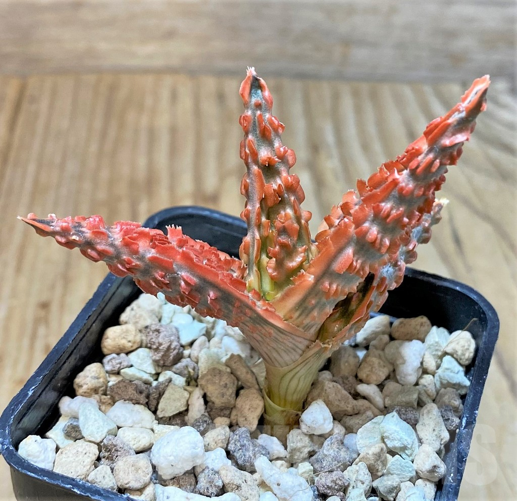 SHPR36095 Aloe TCT hybrid - Image 2