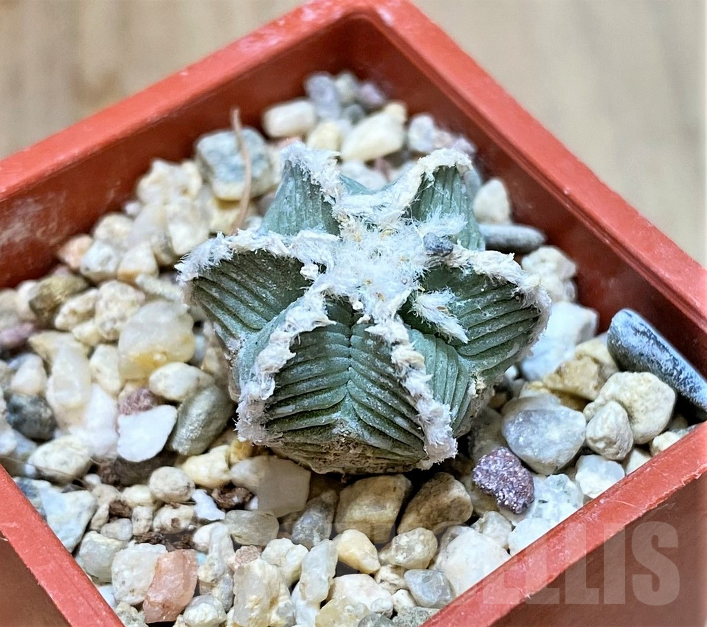 SHPR36158 Aztekium hintonii VM 148 -Sierra Tapias-, own roots