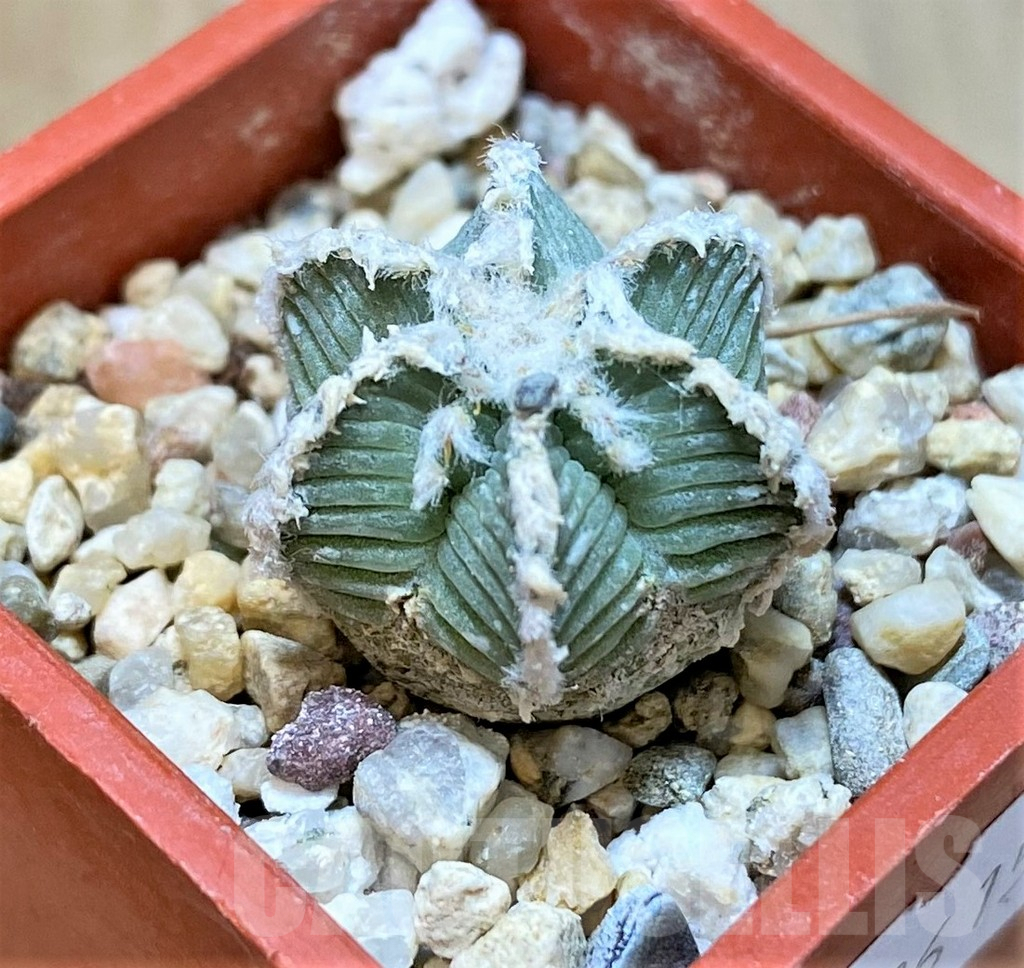 SHPR36158 Aztekium hintonii VM 148 -Sierra Tapias-, own roots - Image 2