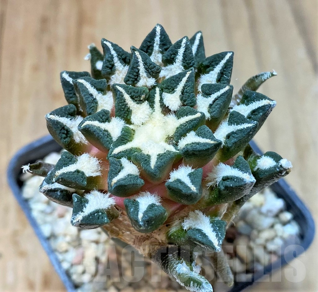 SHPR36036 Ariocarpus kotschoubeyanus v. elephantidens, grafted